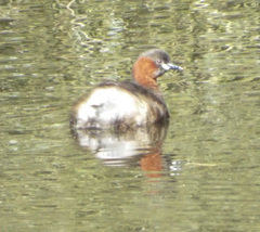 Tachybaptus ruficollis