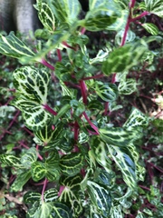 Iresine diffusa herbstii