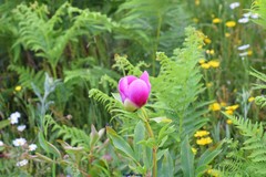Paeonia broteri