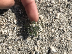 Loeseliastrum schottii