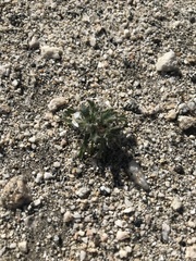 Loeseliastrum schottii