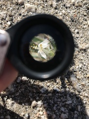 Loeseliastrum schottii