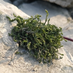 Cinclidotus fontinaloides