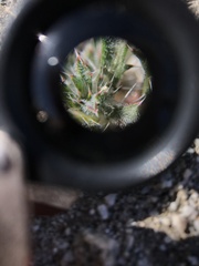 Loeseliastrum schottii