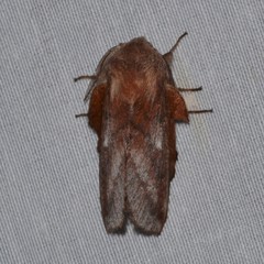 Phyllodesma occidentis