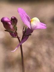 Linaria maroccana