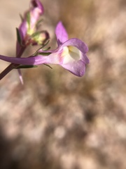 Linaria maroccana