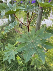 Ricinus communis
