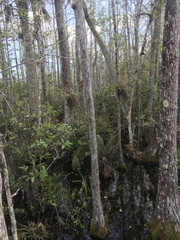 Tillandsia fasciculata
