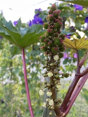 Ricinus communis