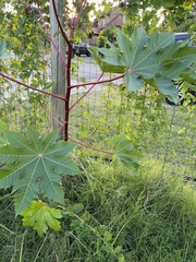 Ricinus communis