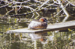 Tachybaptus ruficollis