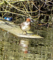 Tachybaptus ruficollis
