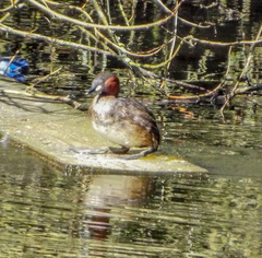 Tachybaptus ruficollis