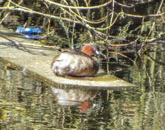 Tachybaptus ruficollis