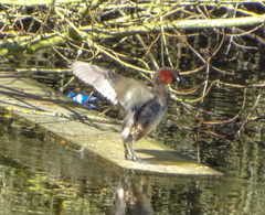 Tachybaptus ruficollis