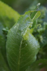 Synchytrium mercurialis