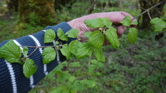 Viburnum ellipticum