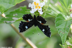 Calydna sturnula
