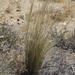 Desert Needle Grass - Photo (c) James Bailey, some rights reserved (CC BY-NC), uploaded by James Bailey