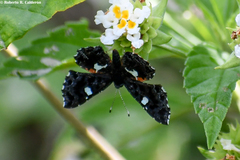 Calydna sturnula