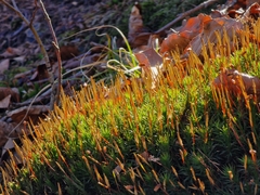 Polytrichum formosum
