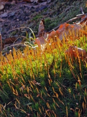 Polytrichum formosum