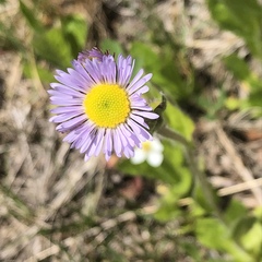 Erigeron pulchellus
