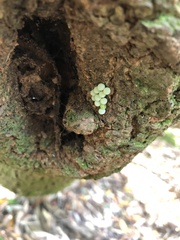 Tessaratoma papillosa