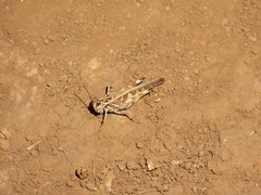 Oedaleus abruptus