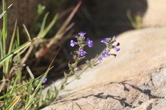 Stemodia durantifolia