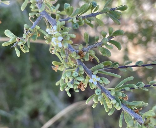 California desert-thorn (Lycium californicum)