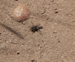 Lestomyia