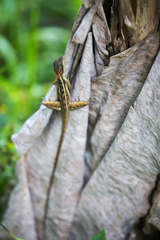 Basiliscus vittatus