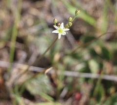 Muilla maritima