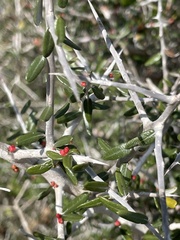 Castela erecta