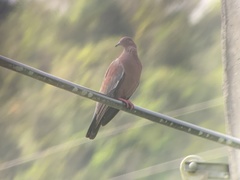 Patagioenas inornata wetmorei