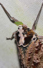 Phrictus xanthopterus