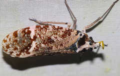 Phrictus xanthopterus