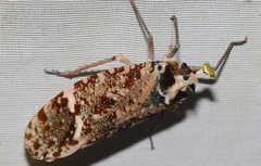 Phrictus xanthopterus