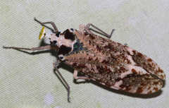Phrictus xanthopterus
