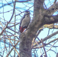 Dendrocopos major