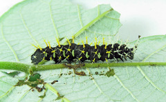 Colobura dirce