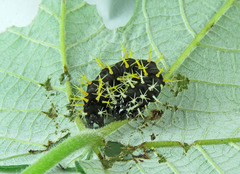 Colobura dirce