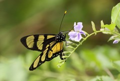 Methona themisto