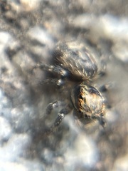 Mexigonus morosus