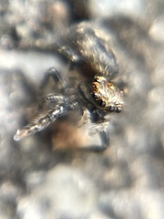 Mexigonus morosus