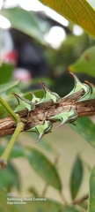 Umbonia crassicornis