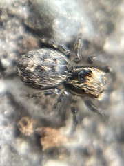 Mexigonus morosus