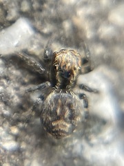 Mexigonus morosus